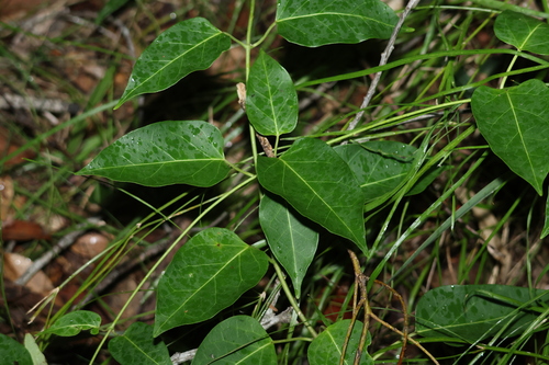 Image of Leichhardtia rostrata by (c) Greg Tasney, some rights reserved (CC BY-SA)