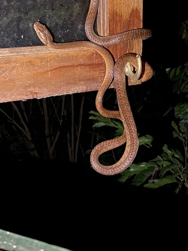 Brown Tree Snake sighting
