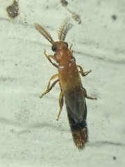 Distremocephalus texanus