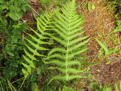 Oreopteris quelpartensis