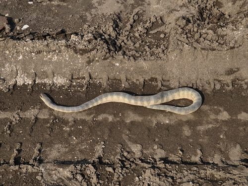 Beaked Sea Snake