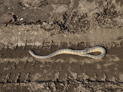 Beaked Sea Snake