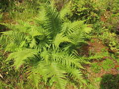 Oreopteris quelpartensis