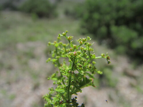 Image of Dysphania incisa by (c) Carlos Martorell, some rights reserved (CC BY)