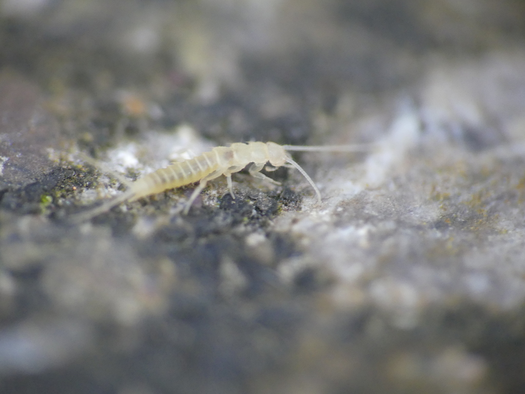 Silverfish