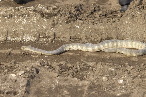 Beaked Sea Snake