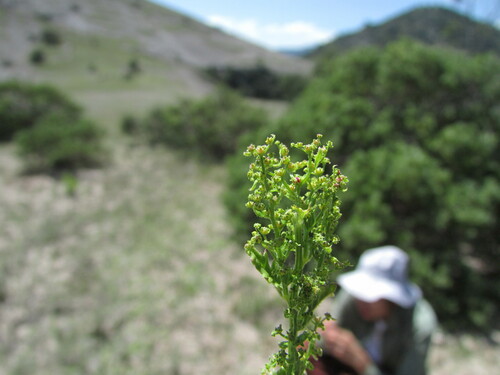 Image of Dysphania incisa by (c) Carlos Martorell, some rights reserved (CC BY)