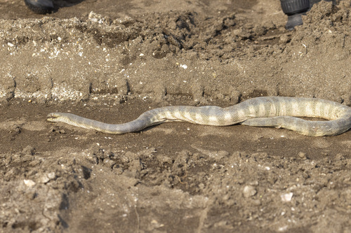 Beaked Sea Snake