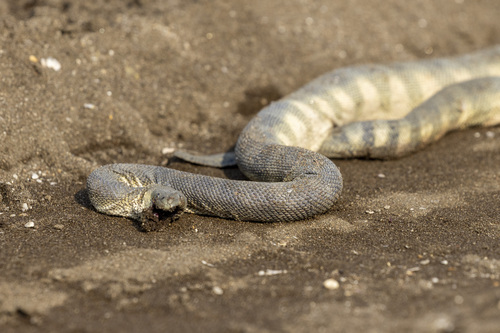 Beaked Sea Snake