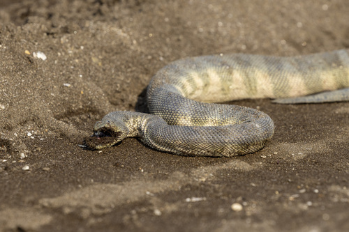 Beaked Sea Snake