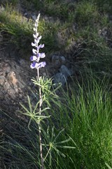 Lupinus fulcratus