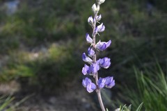 Lupinus fulcratus