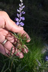 Lupinus fulcratus