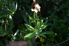 Lupinus fulcratus