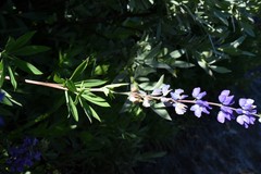 Lupinus fulcratus
