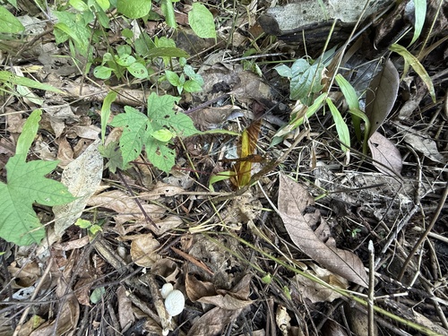 Neurothemis fluctuans