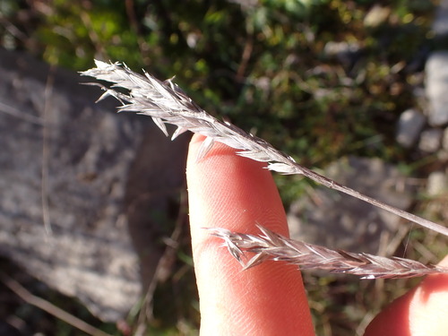 Image of Crucianella angustifolia by (c) Franck Cabot, some rights reserved (CC BY)