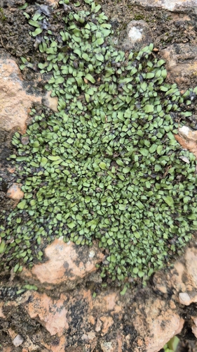 Image of Targionia hypophylla by (c) Christoph Moning, some rights reserved (CC BY)