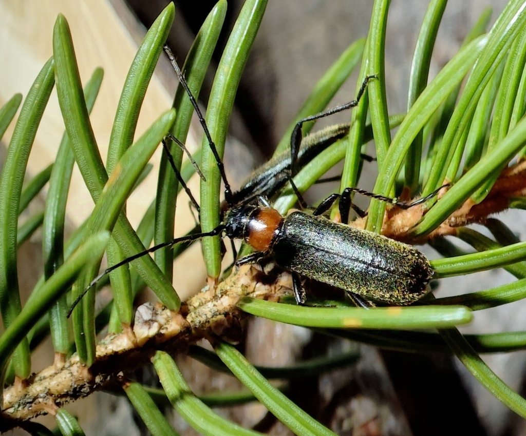 Pronocera angusta