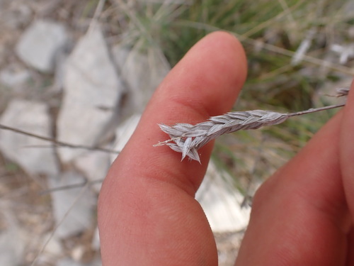 Image of Crucianella angustifolia by (c) Franck Cabot, some rights reserved (CC BY)