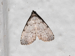 Dyspyralis puncticosta