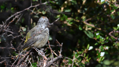 Leiothlypis crissalis