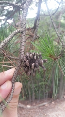 Pinus densiflora