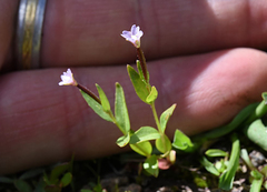 Epilobium oregonense