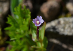 Epilobium oregonense
