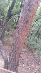 Pinus densiflora