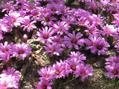 Echinocereus berlandieri