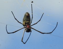 Nephila vitiana