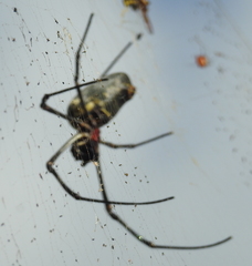 Nephila vitiana