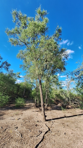 Aspidosperma quebracho-blanco, photograph 3