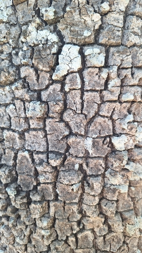 Aspidosperma quebracho-blanco, photograph 4