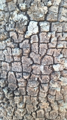 Aspidosperma quebracho-blanco, photograph Gonzalo Roget, CC BY, iNaturalist via GBIF