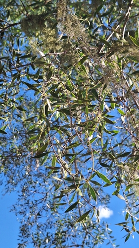 Aspidosperma quebracho-blanco, photograph 5