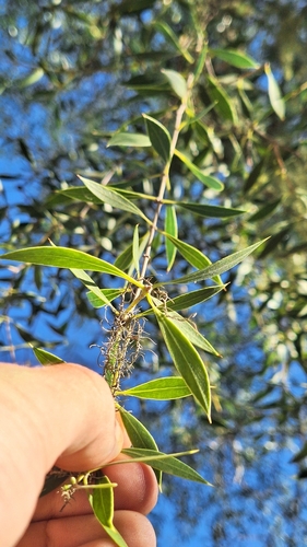 Aspidosperma quebracho-blanco, photograph 6