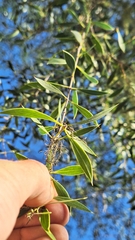 Aspidosperma quebracho-blanco, photograph Gonzalo Roget, CC BY, iNaturalist via GBIF