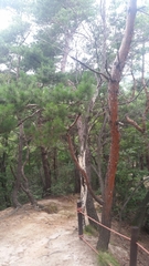 Pinus densiflora