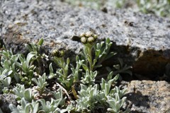 Antennaria media