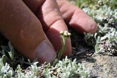 Antennaria media