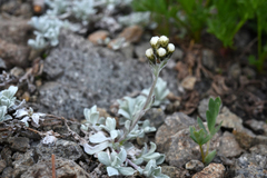 Antennaria media