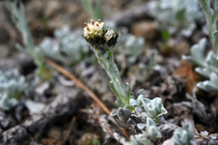 Antennaria media