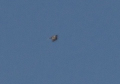 Circaetus gallicus