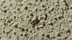 Taphroscelidia linearis