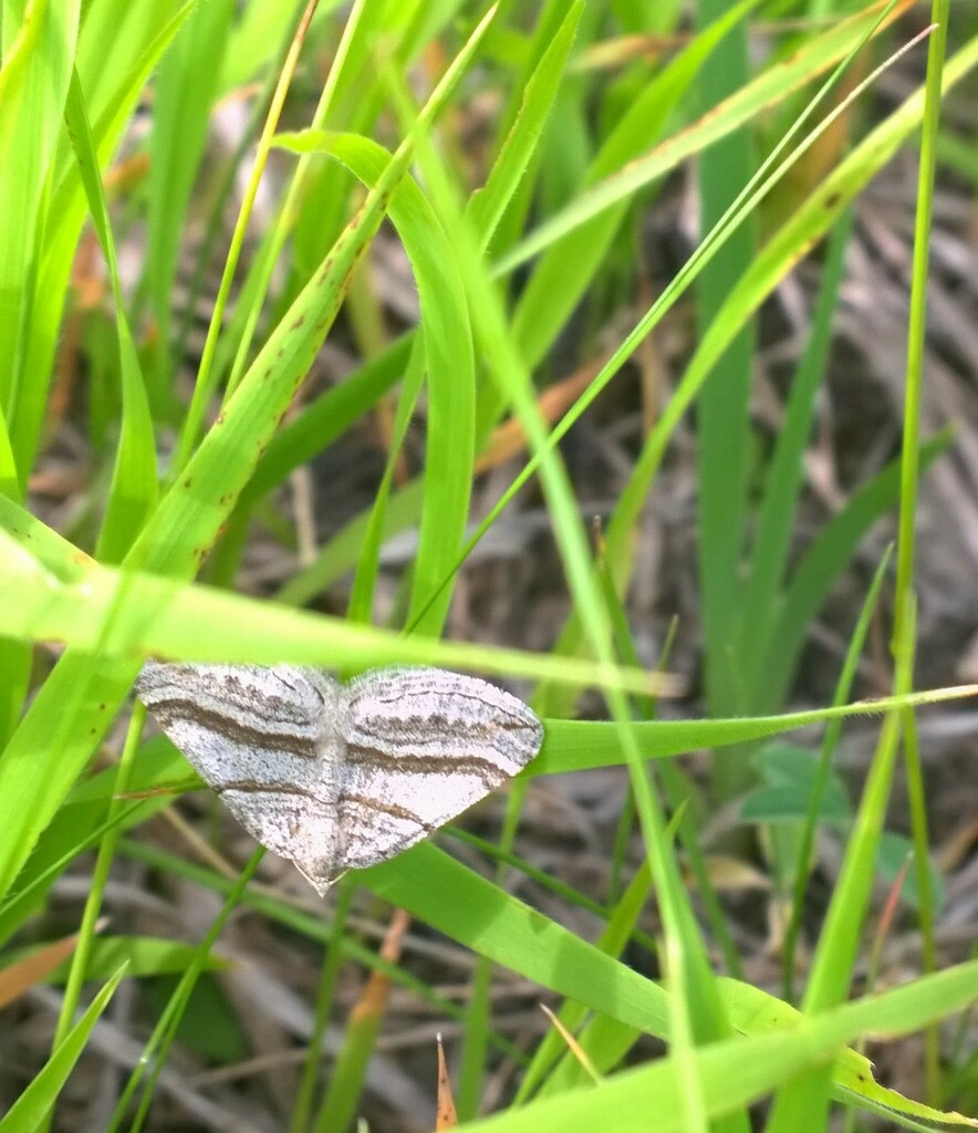 Scotopteryx coarctaria