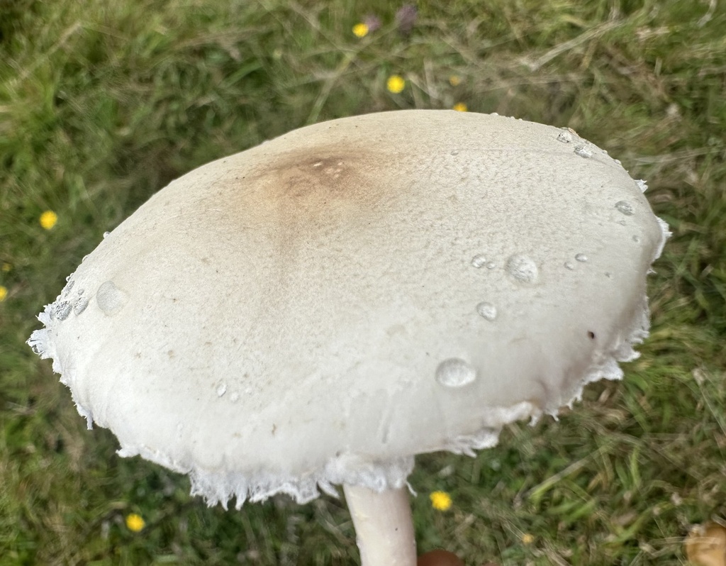 Macrolepiota dolichaula · March 2025 · photo: © prossington (iNaturalist, cc-by)