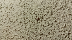 Taphroscelidia linearis