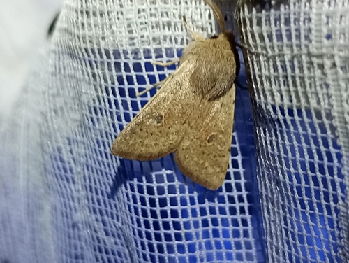 Small Quaker photo 3